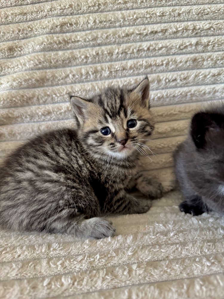 Кошенята шотландської прямовухої кішки