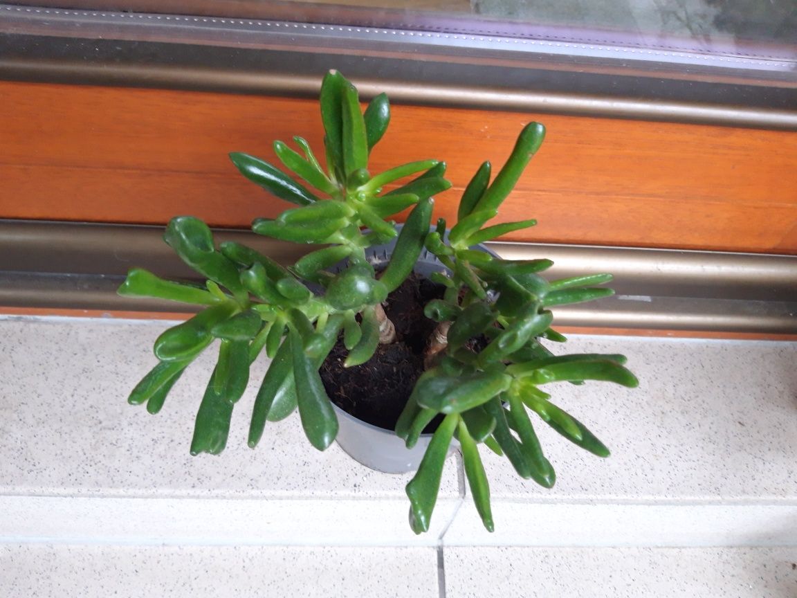 Crassula ovata, uszy shreka