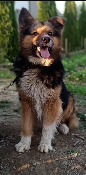 Віддамо собаку у хороші руки