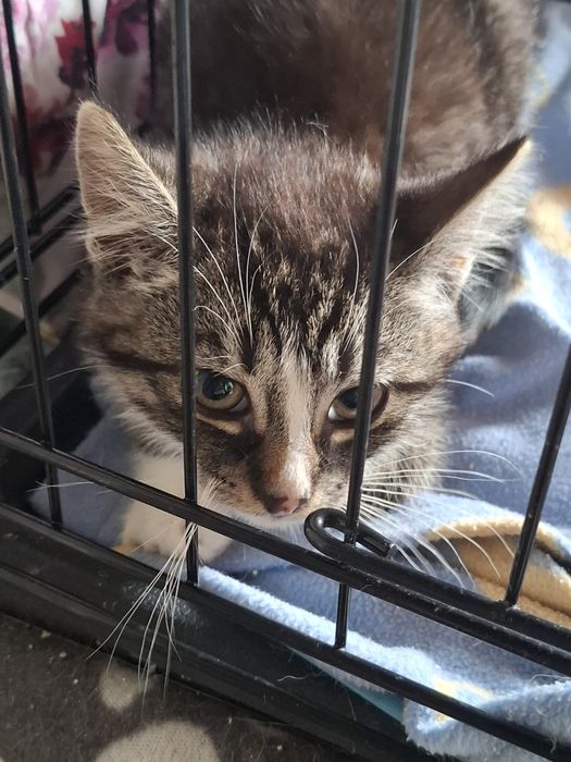 3 kociaki do pilnej adopcji