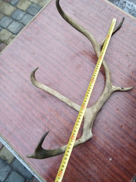 Рога северного оленя