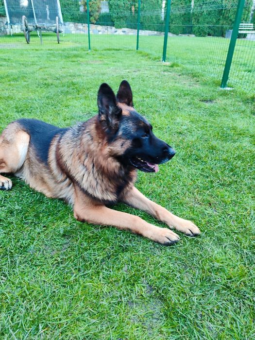 Продаються цуценята