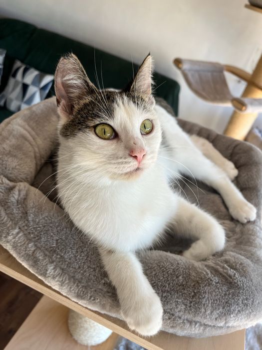 Tosia, która prawie umarła szuka domu