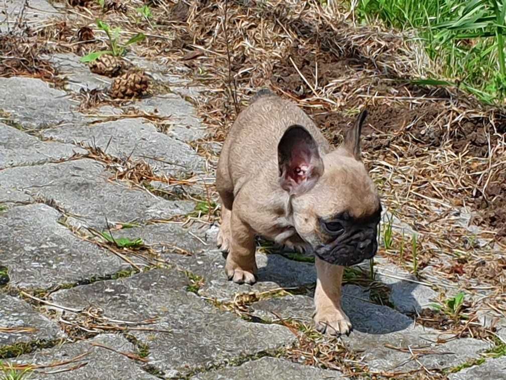 Buldog francuski FCI