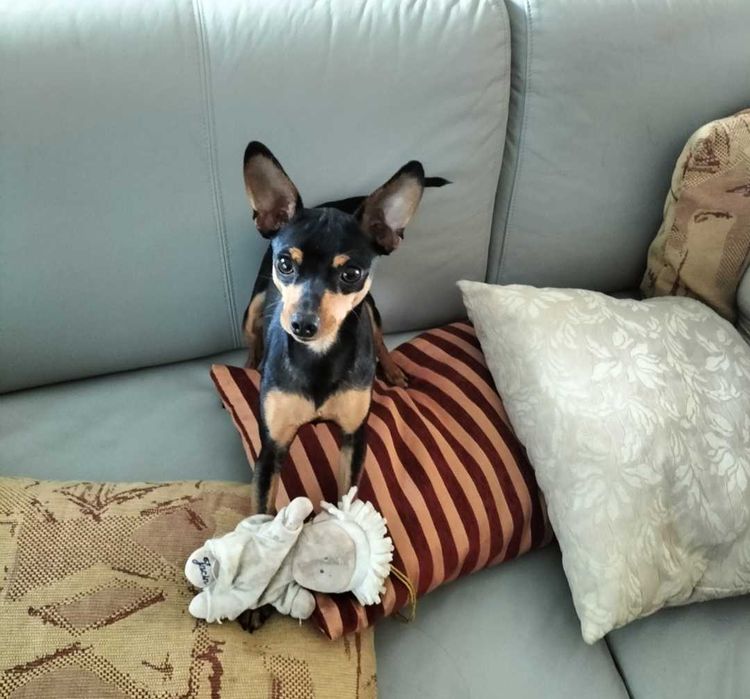 Pinscher miniatura fêmea