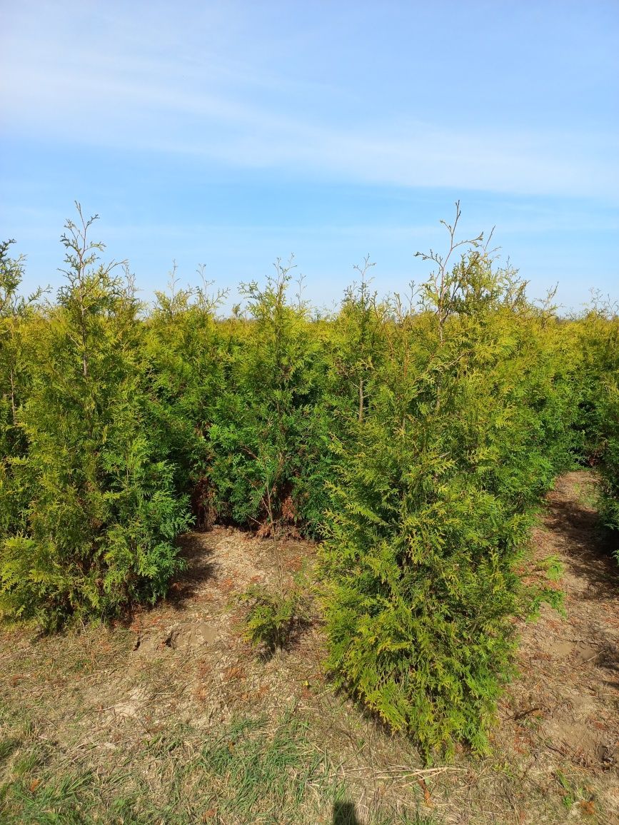 Thuja Brabant 180-200cm ( nie smaragd szmaragd )