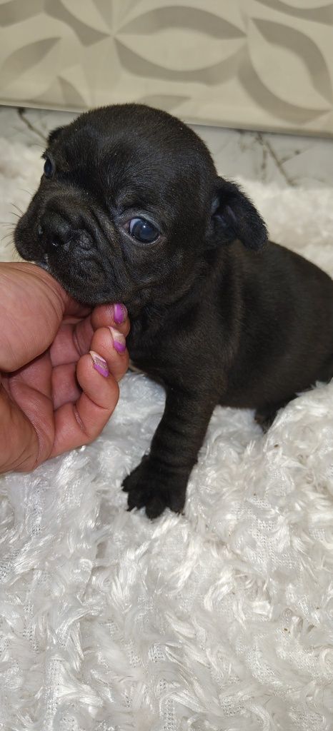 Buldog francuski