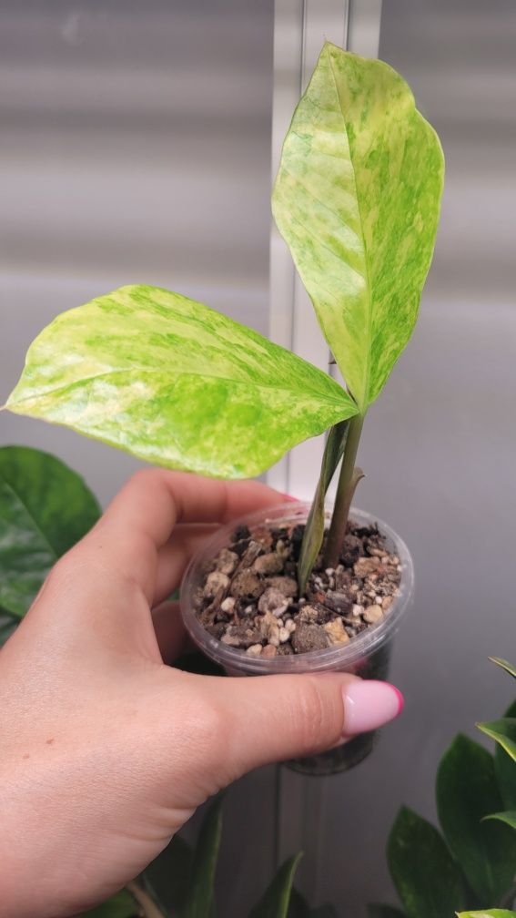 Zamioculcas Long leaf aurea