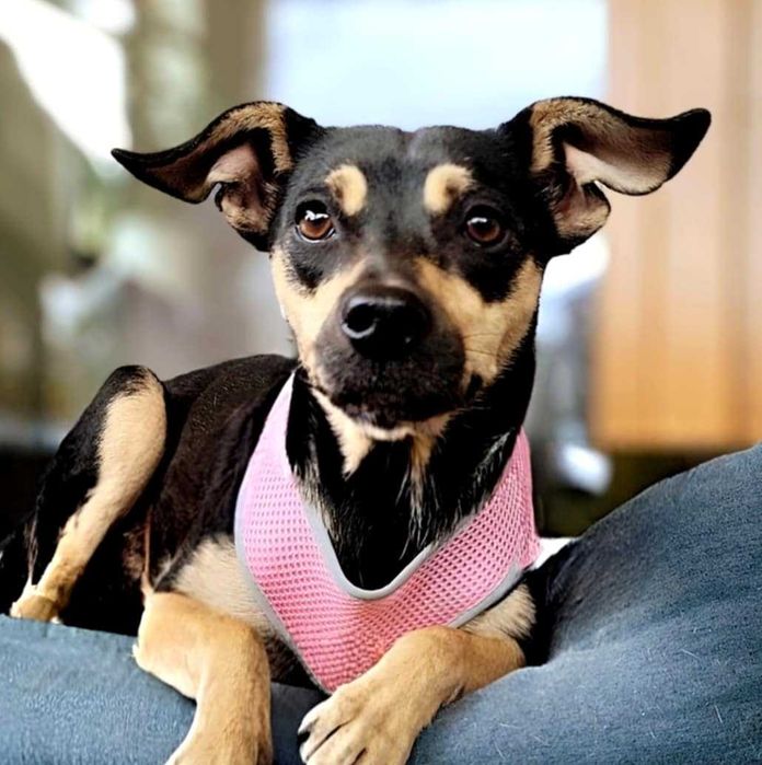 SUNIA w typie charcika  do adopcji