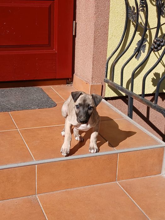 Chart Angielski Whippet śliczny piesek