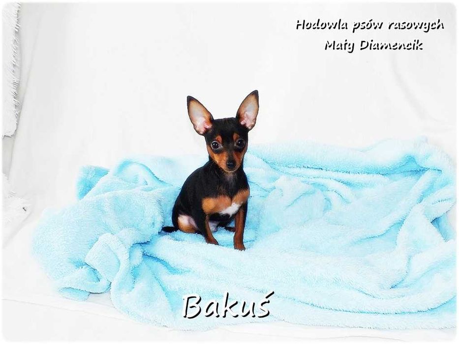 Mały Piesek BAKUŚ Ratlerek /sarenka Pinczer miniaturowy 5m-cy Rodowód