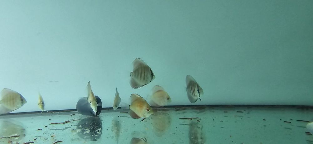 10 discus 5 7 cm 150€