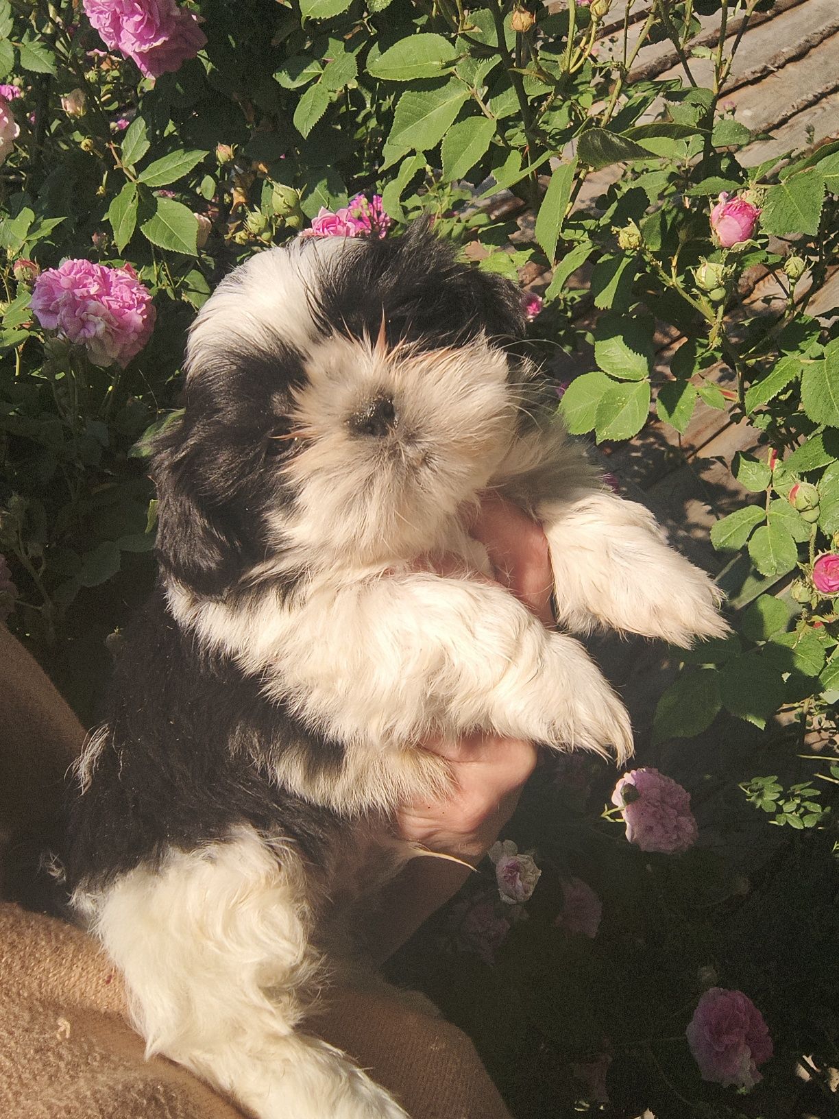 Shihtzu maluszek chłopak