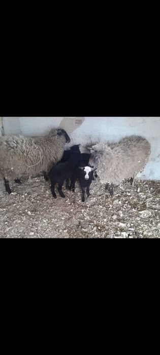 Вівці,козочки, свині