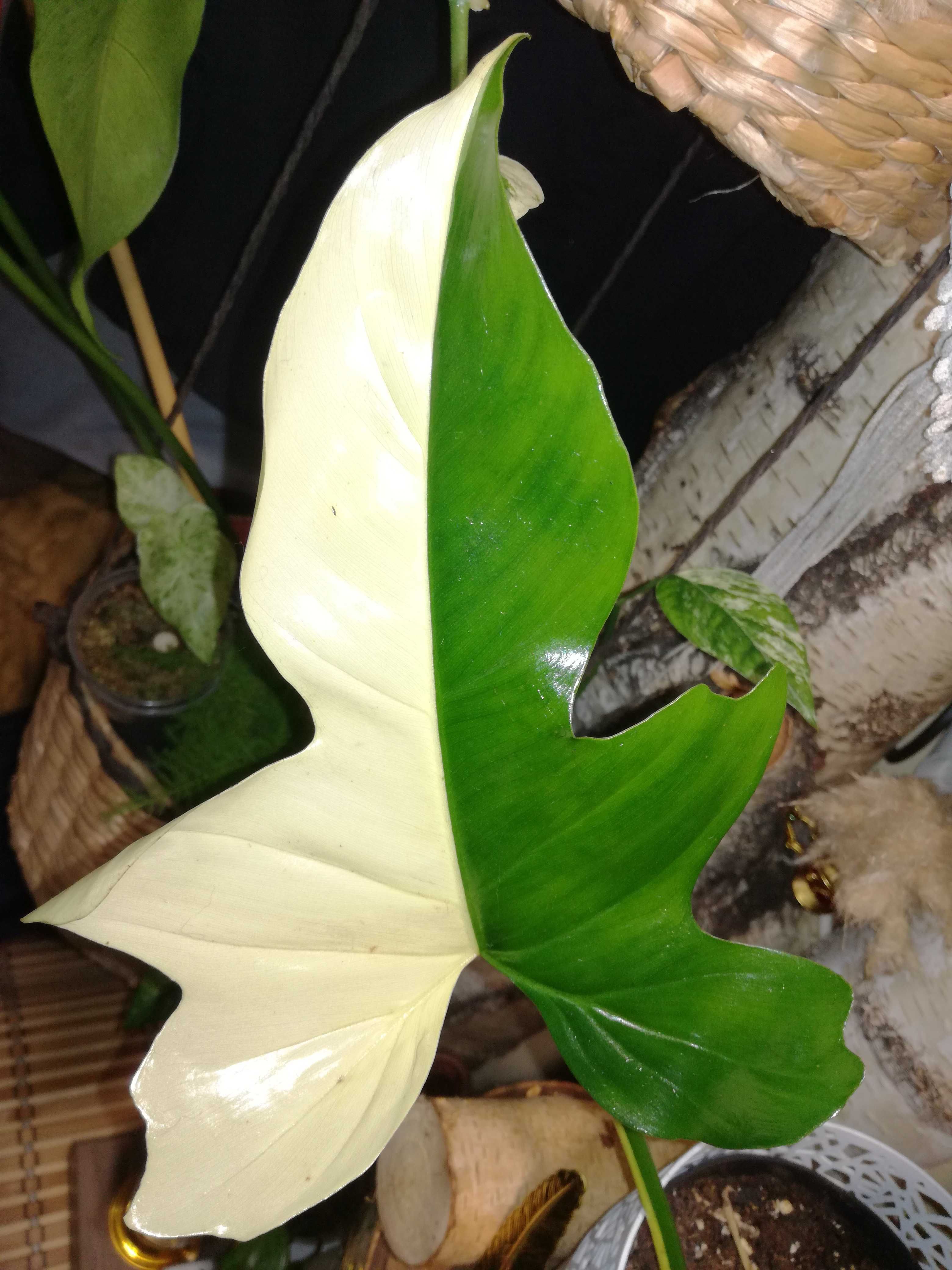 Philodendron Golden Dragon Variegata REZERWACJA kwiat UNIKAT monstera