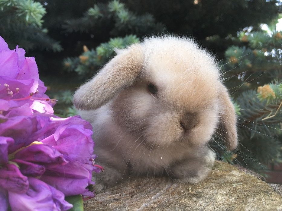 Mini lop małe baranki z metryką mini lopy karzełki nowa cena