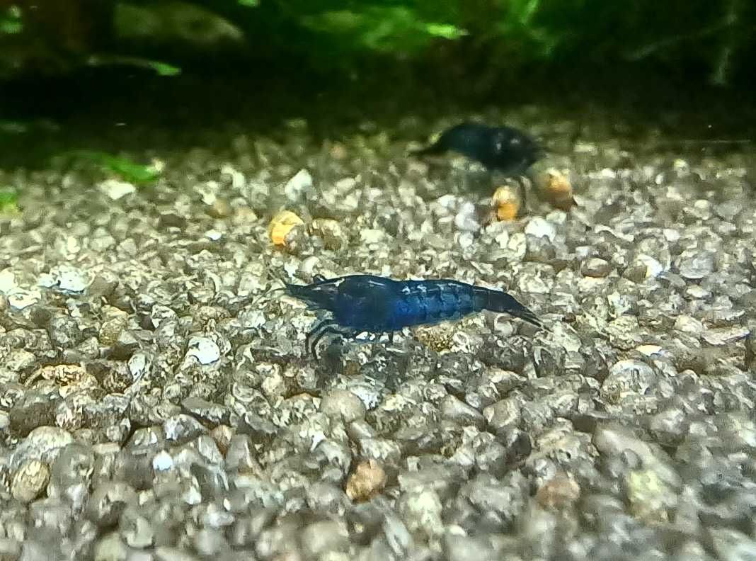 Krewetki Neocaridina Blue Velvet