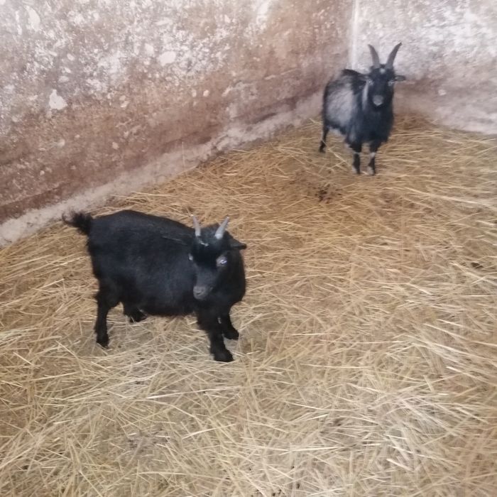 Kózki miniaturki dla dzieci do ogrodów., do skubania trawy.