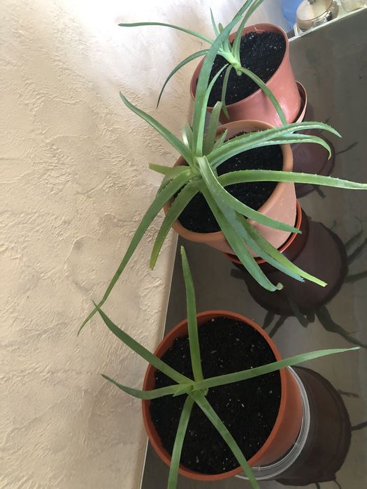 Алоє - кімнатна рослина.