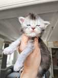 ZAREZERWOWANA maine coon od behawiorysty kotka srebrna ns25 po shaded