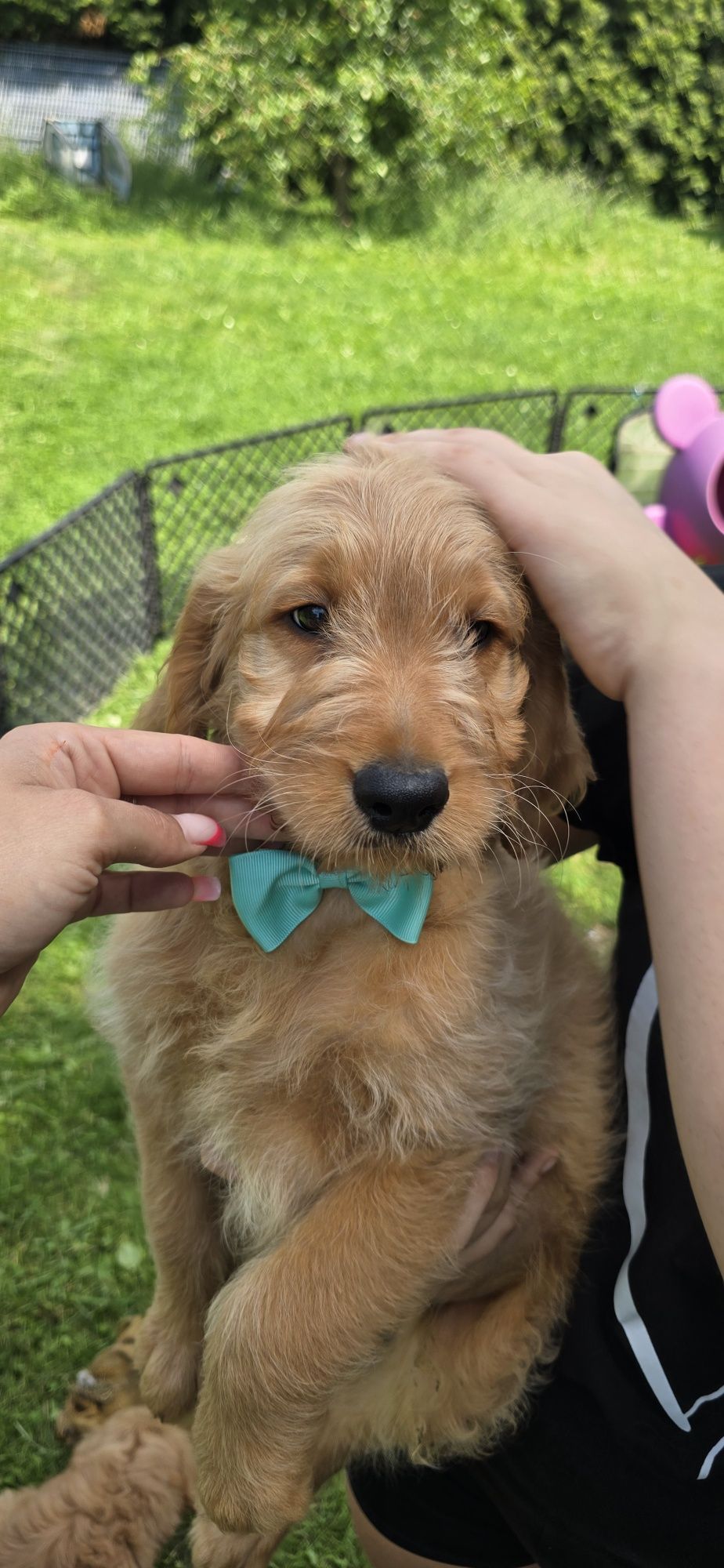 Goldendoodle f1 standard piesek