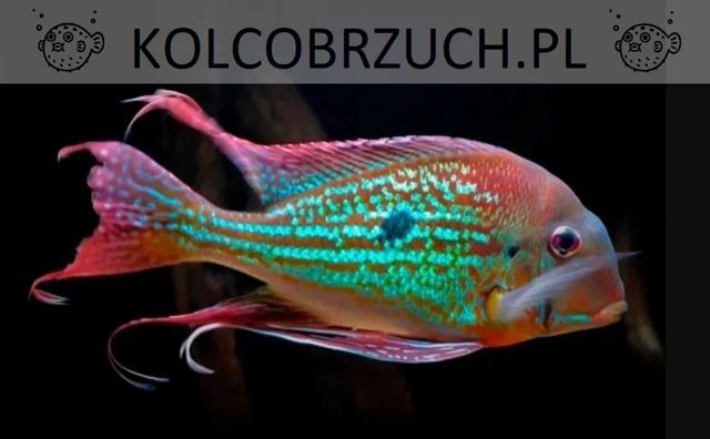 Ziemiojad winemilleri - Geophagus winemilleri - dowóz, wysyłka