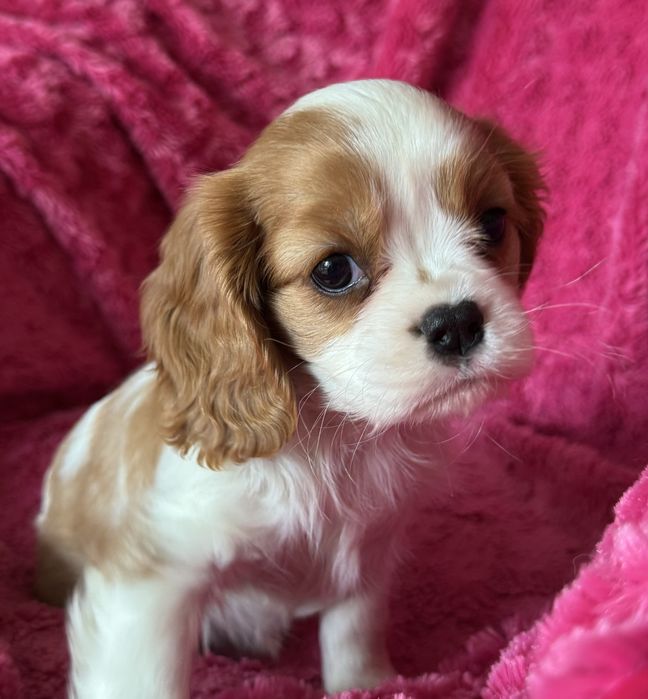 Sunia blenheim - Cavalier  King Charles Spaniel