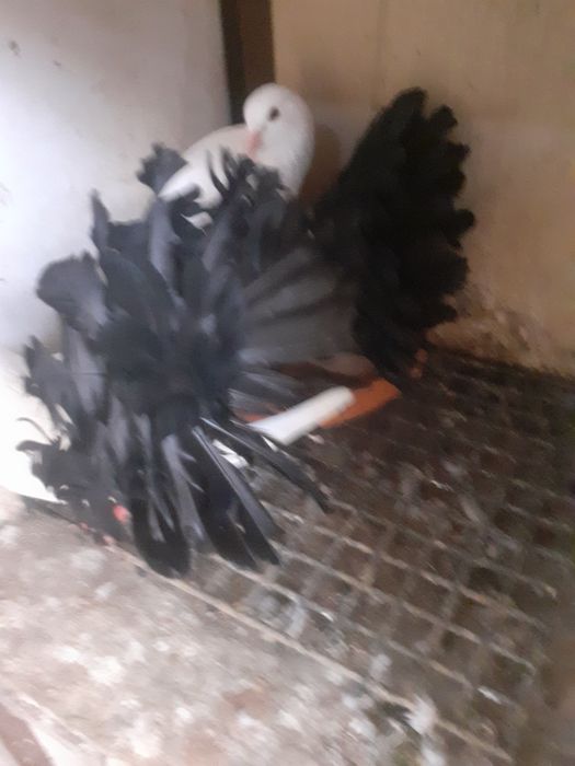 Pawiki tegoroczne, czarne ogony