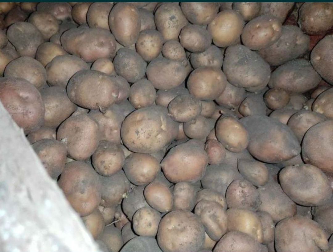 Продам картоплю дрібну відрами