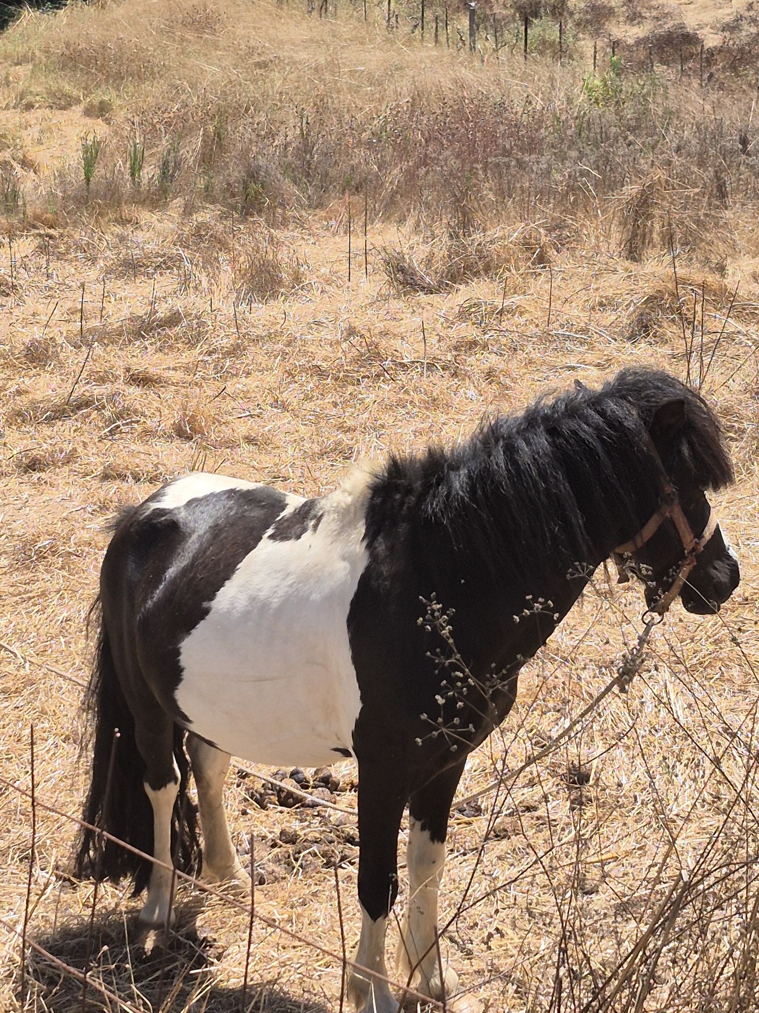 Ponei macho montado