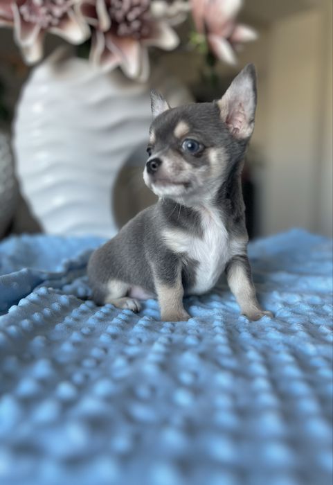 Chihuahua krótkowłosa