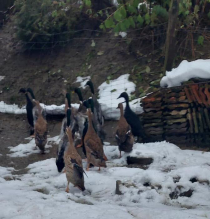 Do sprzedania kaczki biegusy