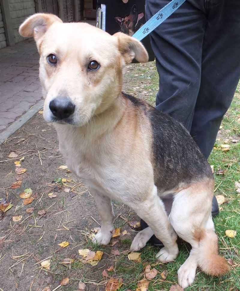SPOKOJNY, ŁAGODNY, miły i oddany, duży pies do adopcji