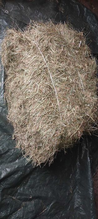 Siano kostka, bezdeszczowe.