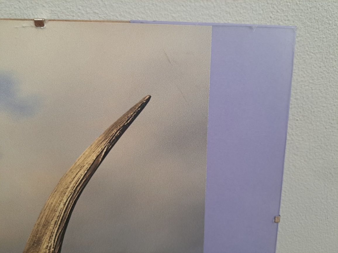 Plakat z dinozaurem w antyramie