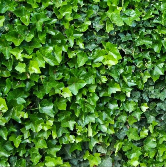 Плющ вічнозелений