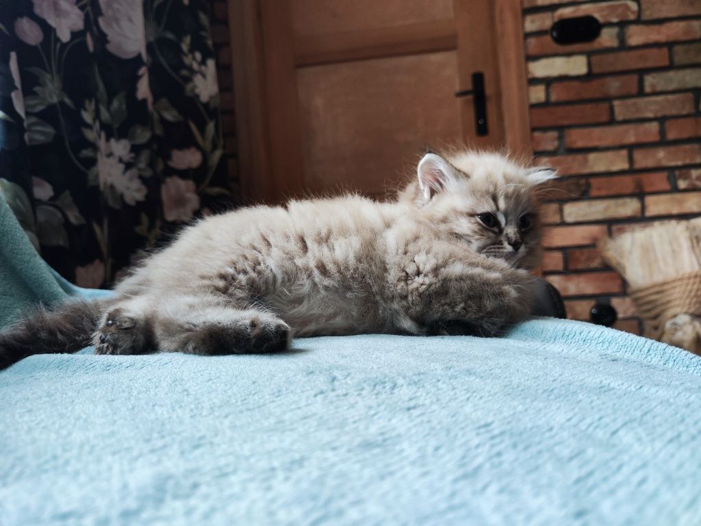 Ragdoll linx mink kotka
