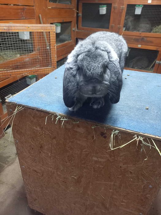 Baran francuski szynszylowy samiec szynszyl rodowód