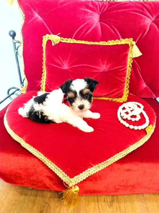 Śliczna suczka Dina z metryką ZkwP/FCI Biewer Yorkshire terrier.