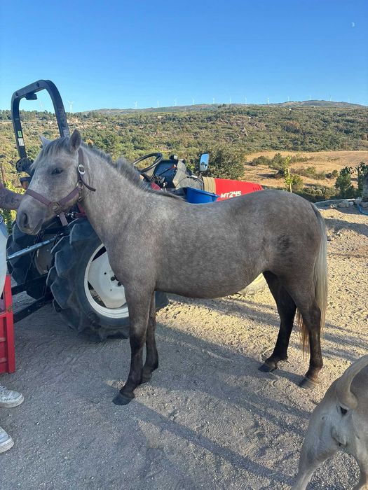 Female pony 120cm