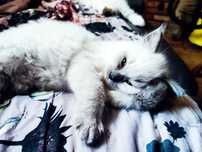Ragdoll kocurek Coconut