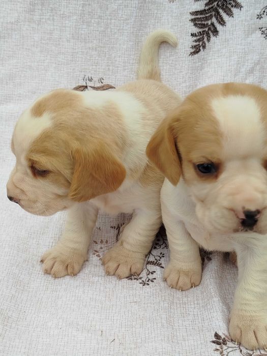 Beagle suczka bicolor tel.-5.7.5.3.0.2.0.3.9.