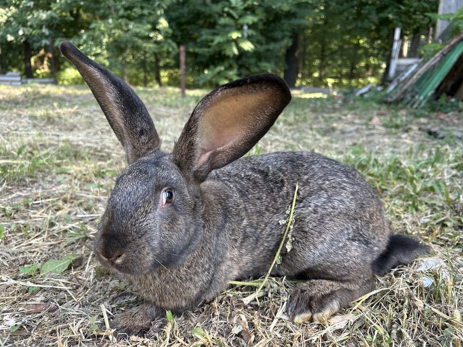 Кролики породисті