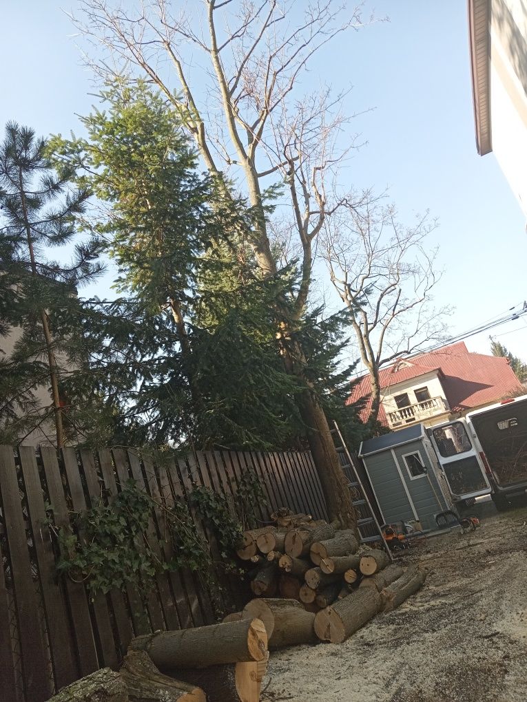 Najtaniej/szybka realizacja Arborystyka Wycinka Pielegnacja Drzew