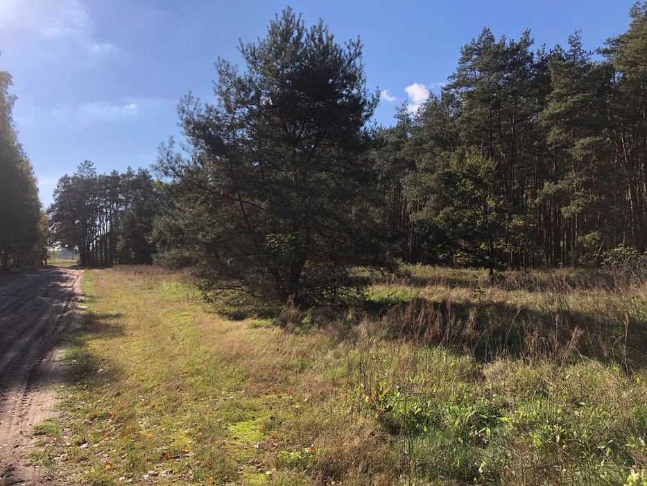 Dwie działki leśne, k. Łęczycy, dojazd asfalt