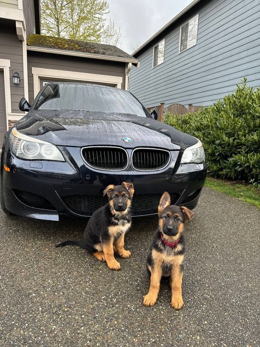 Цуценята німецької вівчарки ТОП