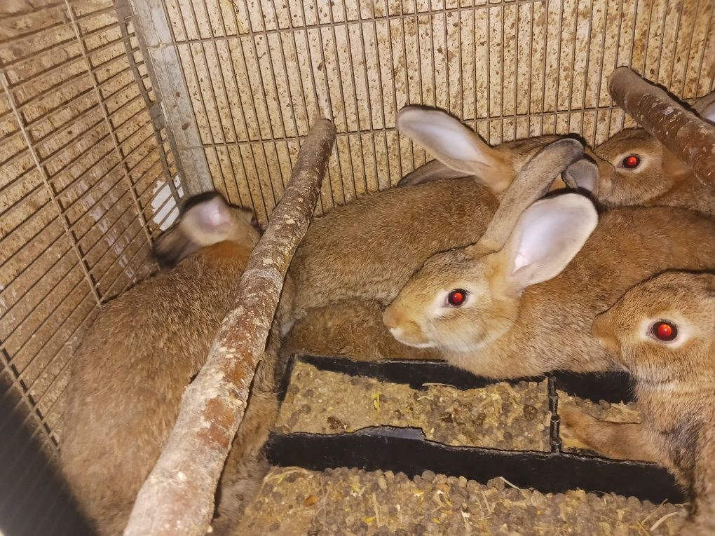 Vendo coelhos caseiros