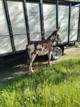 Vendo burro manso malhado