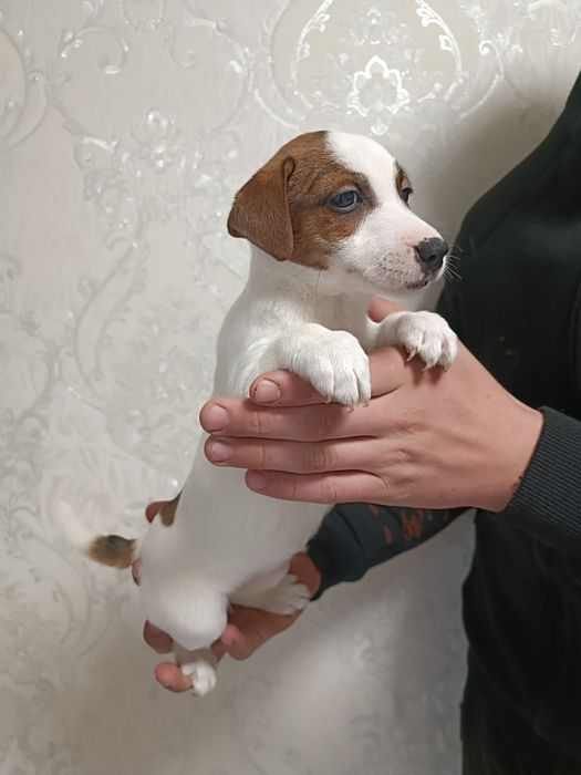 Восхитительная девочка