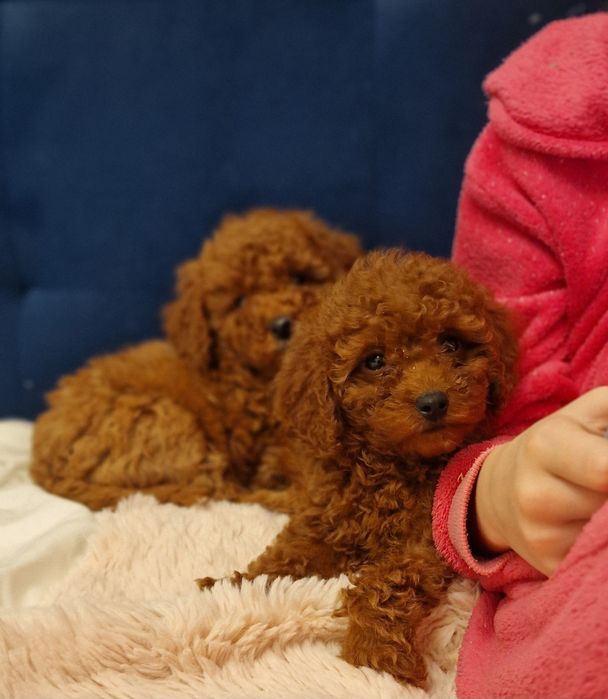 Pudel toy/ miniatura Red brown